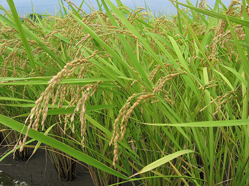 高知県無農薬コシヒカリ