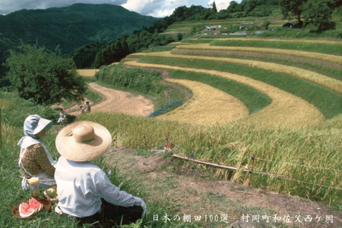 但馬堆肥米「とろかわの恋」